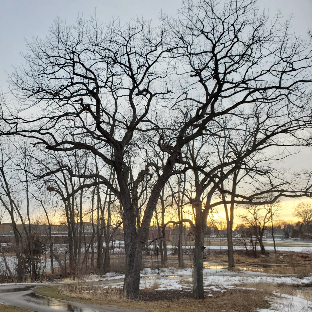 Ohsaraschmitt's tweet image. We were in the upper 50's in MN, so that meant walk time! The sun even peaked out towards the end. 
(Parker was not excited about the photo op🐾)
#MinnesotaSpring