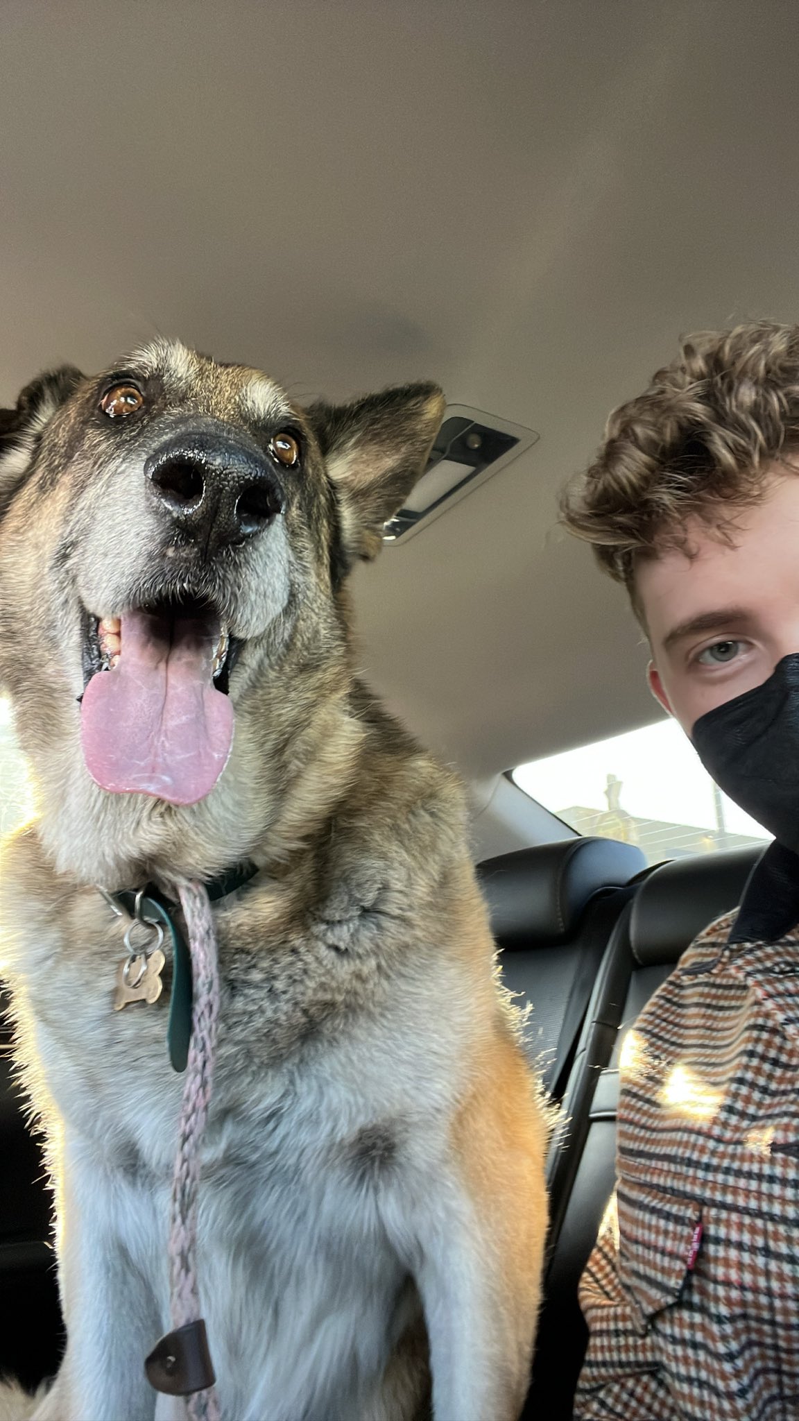 120 pound cheap german shepherd