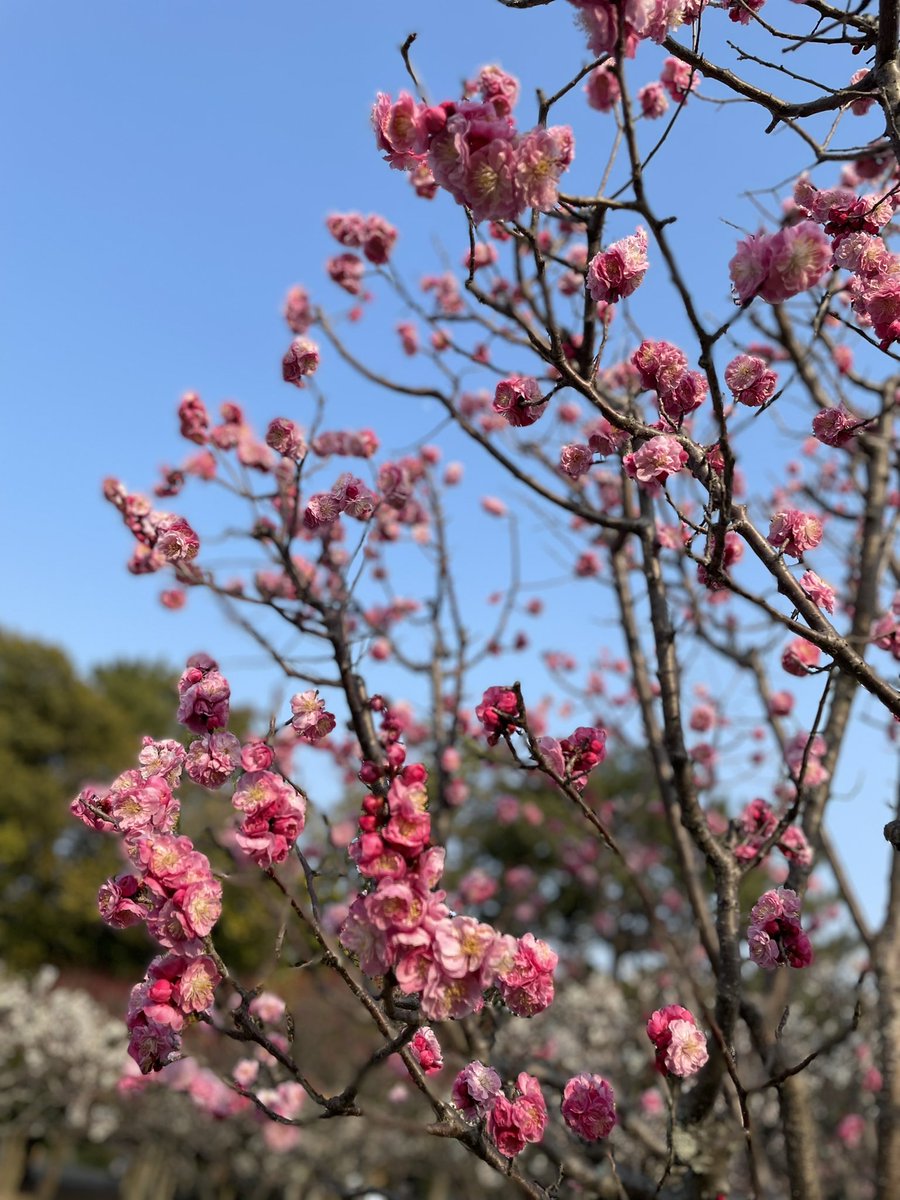NamiNurse's tweet photo. 春の彩りと空気感は深呼吸したくなりますね🌸🌷🌿
心傷む社会状況だけど、今ある環境に感謝して自分の氣を充してできる事をやっていく😌それが結果誰かの為に繋いでいく🔄 https://t.co/mgeJ4IrdJ6