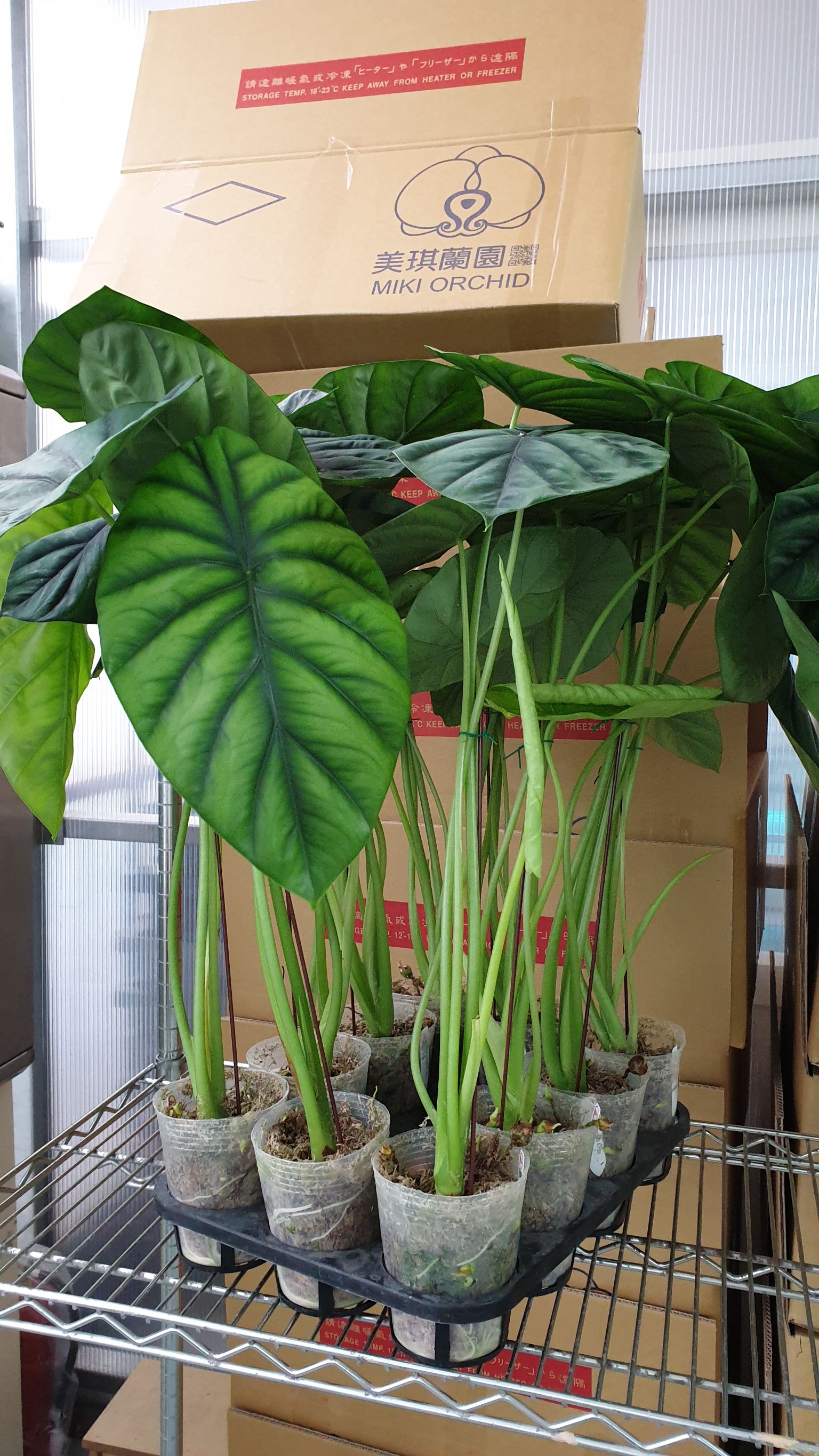 Miki Orchid 美琪蘭園on Twitter Alocasia Clypeolata A Hay 綠盾觀音蓮 Size 尺寸 2 5 Alocasia Araceae 觀音蓮 天南星科 Wechat微信id Mikiorchid 現貨商品more T Co E70ashjgnc