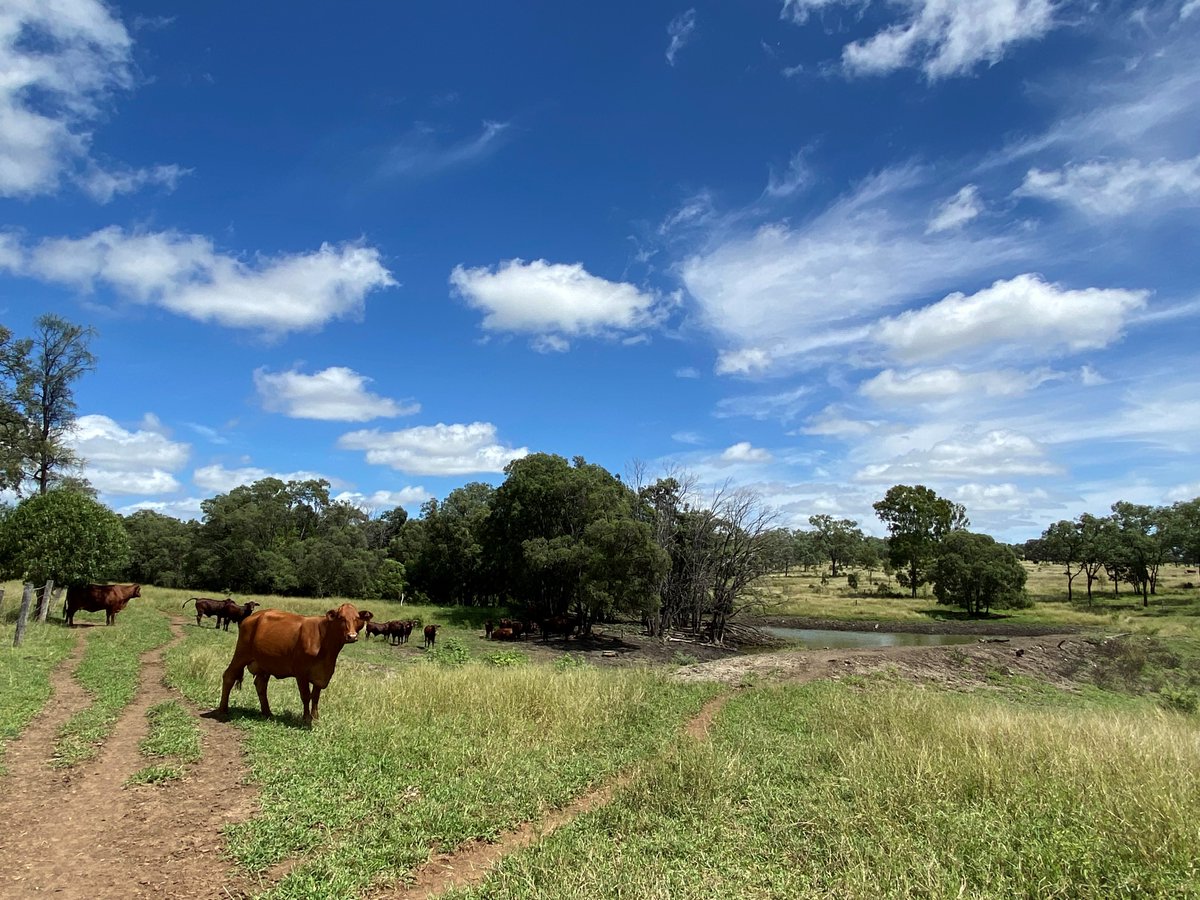 Data_Muster's tweet photo. The DataMuster team was out and about this week visiting producer partners and looking at paddock suitability for new units! 
In this paddock we looked at utilising the existing dam square as a cost effective option to collect data each time an animal comes in for water. https://t.co/syCKO6nZ5Z