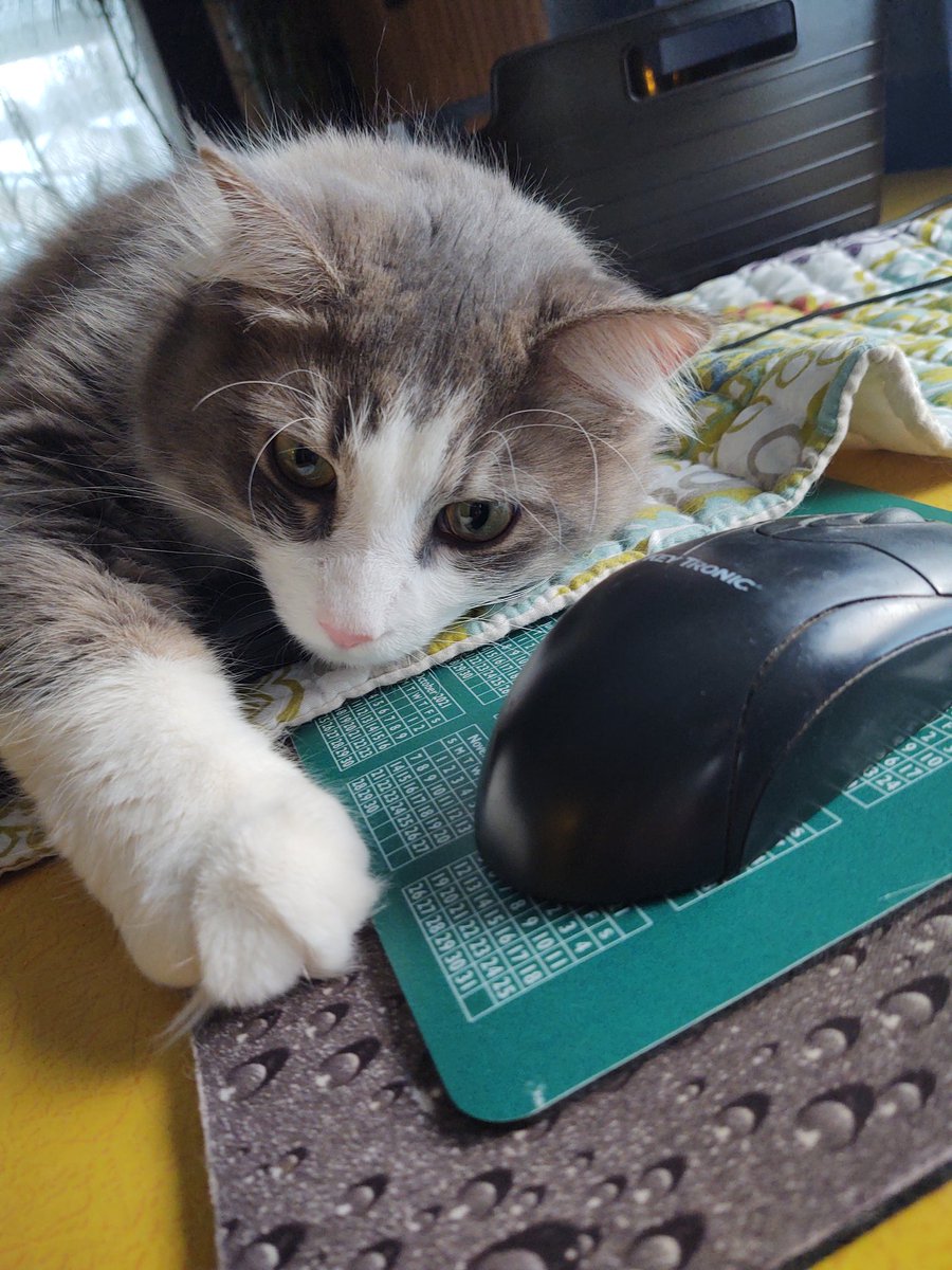 Mothercrud's tweet photo. https://t.co/WJHTZ6d1KM
Don’t fur-get! to VOTE FOR JACK TODAY ‼️
Thank you Everyone for putting me in 1st place. Please please use your free vote and keep me in the race. I have to be in first to go to the finals ❤️🐈. It's takes two clicks to vote.

https://t.co/RVYG4qWeMS https://t.co/xKIhvAdod0