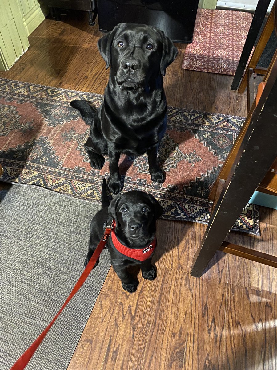 HenryTheChocLab's tweet photo. Ruby & her mini-me, Rosie! 🖤🖤 #sisters #NewPuppyAlert #PuppyLove #RubyAndRosie #BlackLab https://t.co/lElejAYqFn