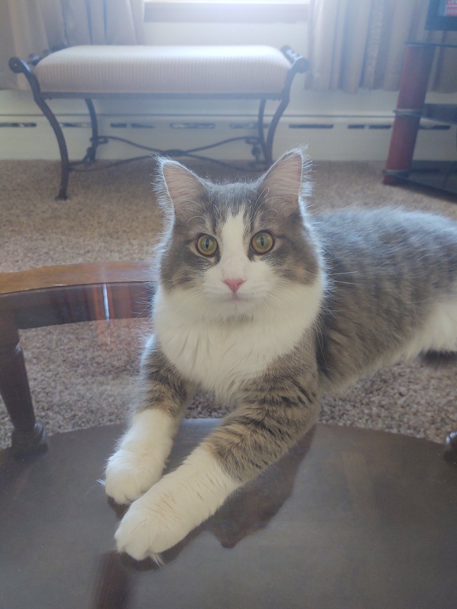 Mothercrud's tweet photo. https://t.co/WJHTZ6d1KM
Don’t fur-get! to VOTE FOR JACK TODAY ‼️
Thank you Everyone for putting me in 1st place. Please please use your free vote and keep me in the race. I have to be in first to go to the finals ❤️🐈. It's takes two clicks to vote.

https://t.co/RVYG4qWeMS https://t.co/vVHNletImd
