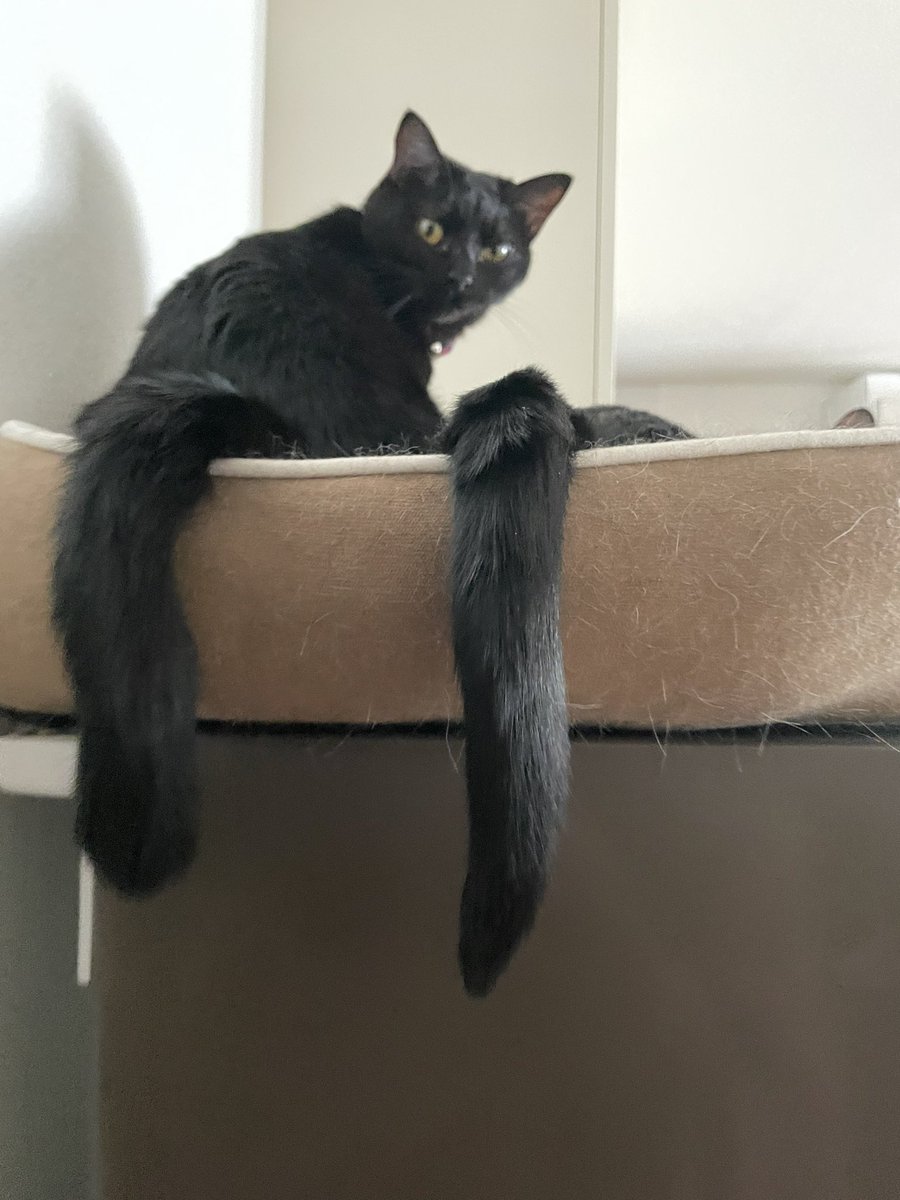 _p_t_t_i's tweet image. 朝ネコ 2022.03.17

#保護猫を家族に  #保護猫と暮らす #猫のいる生活 #ハチワレ #多頭飼い