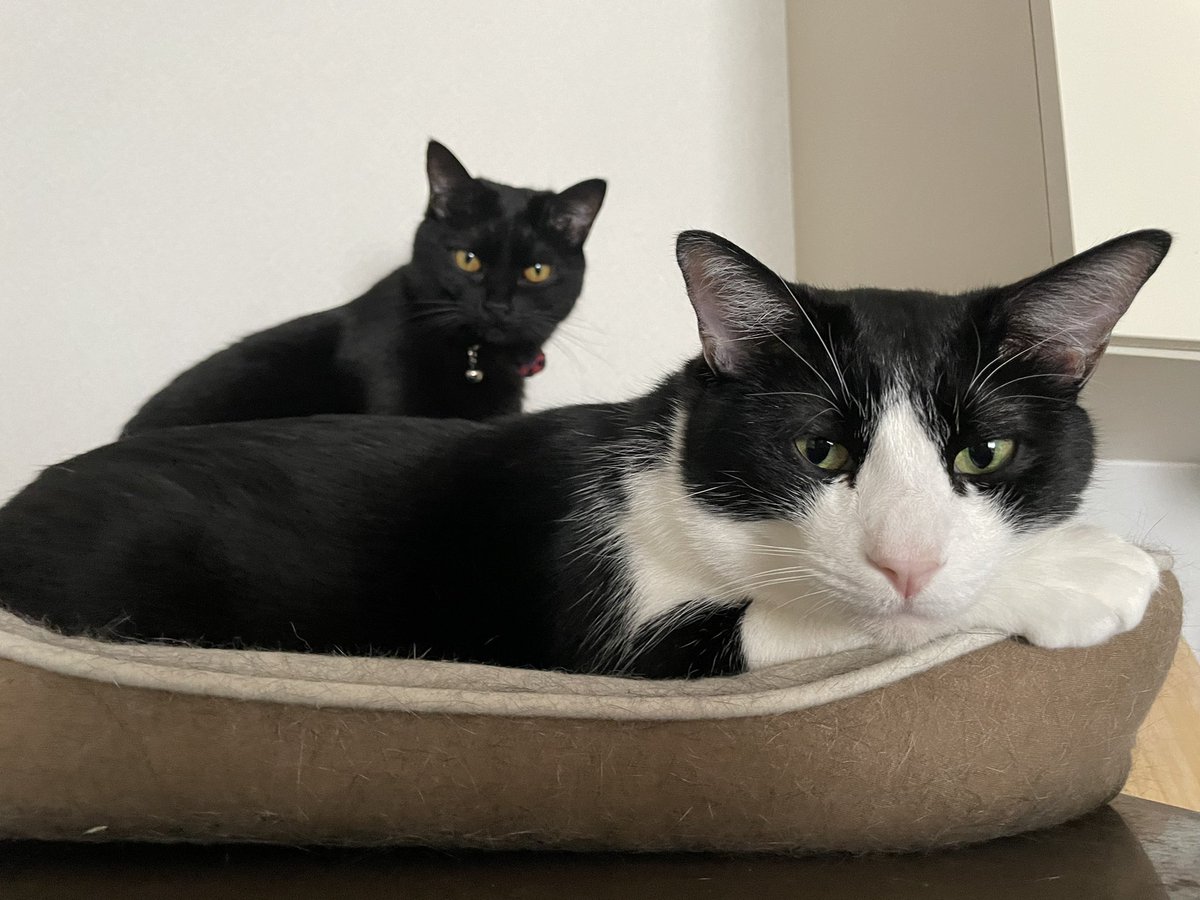 _p_t_t_i's tweet image. 朝ネコ 2022.03.17

#保護猫を家族に  #保護猫と暮らす #猫のいる生活 #ハチワレ #多頭飼い