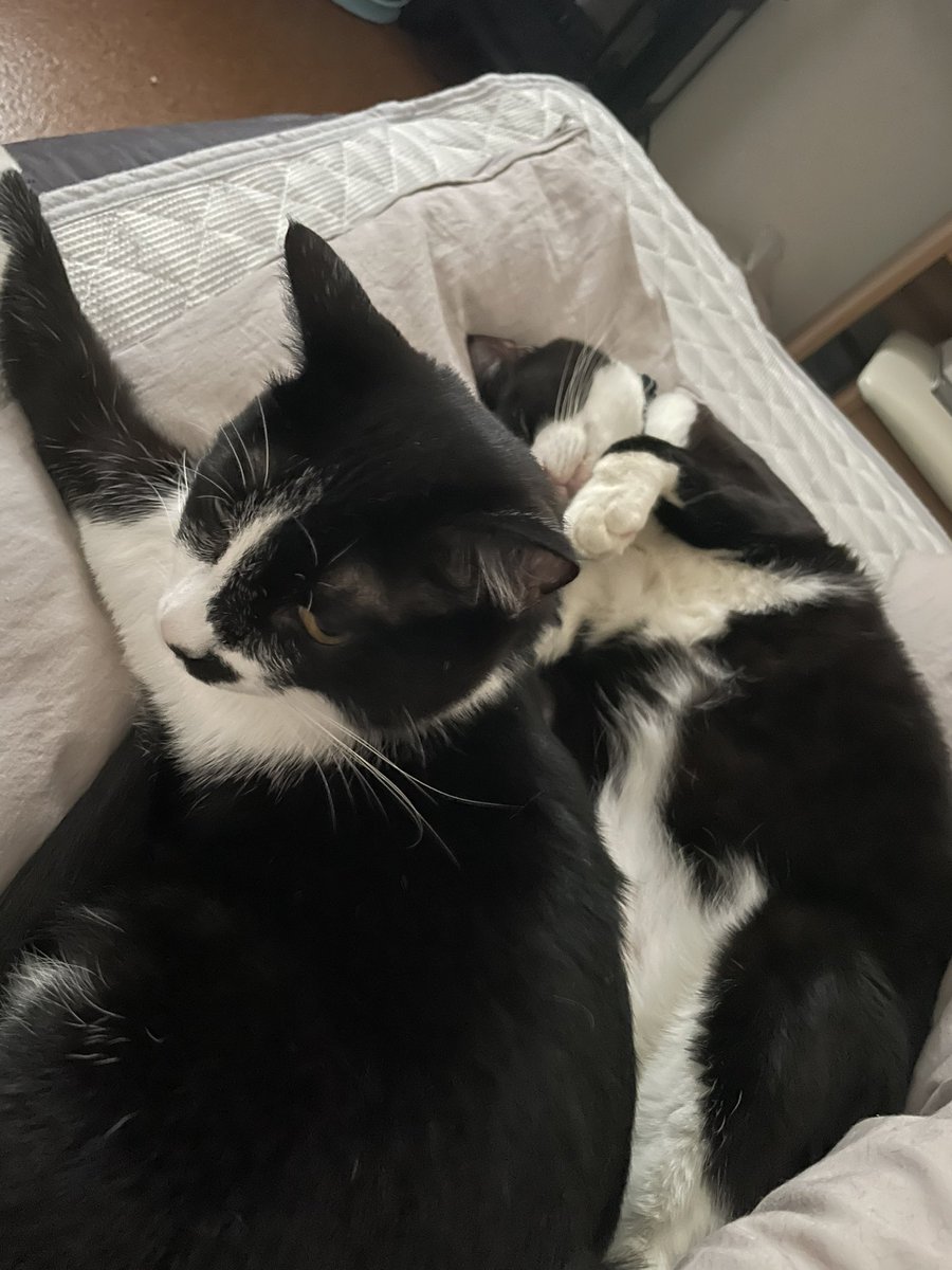 _p_t_t_i's tweet image. 朝ネコ 2022.03.17

#保護猫を家族に  #保護猫と暮らす #猫のいる生活 #ハチワレ #多頭飼い
