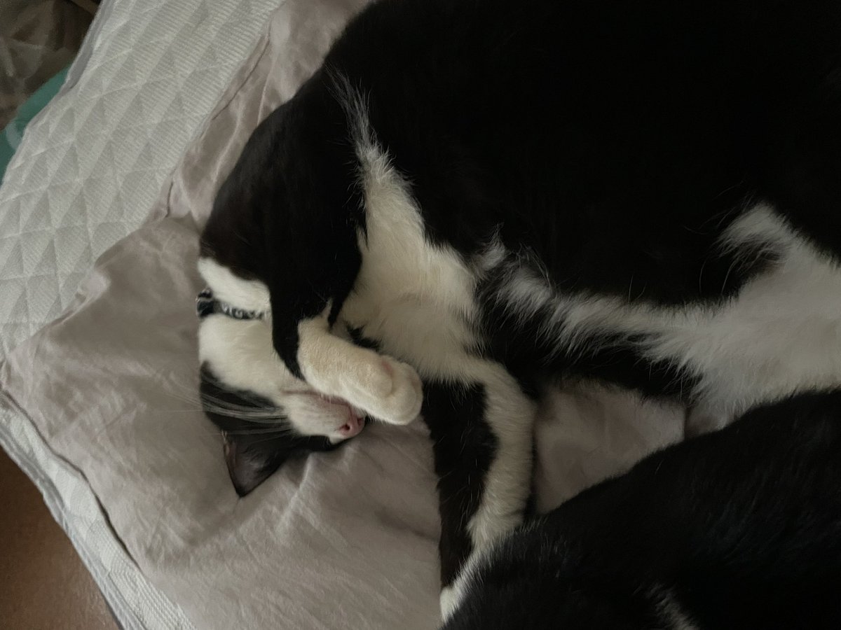 _p_t_t_i's tweet image. 朝ネコ 2022.03.17

#保護猫を家族に  #保護猫と暮らす #猫のいる生活 #ハチワレ #多頭飼い