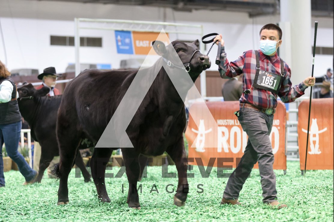 NimitzFFA's tweet photo. Congratulations @itsluisohh and Luna! Great job at @RODEOHOUSTON this week 

-10th place Calf Scramble American Heifer Class 10
-13th place ARB Heifer Class 8

#IgniteFFA #AldineForward @NimitzHS_AISD @AldineCTE @AldineISD https://t.co/roOv3TVxeh