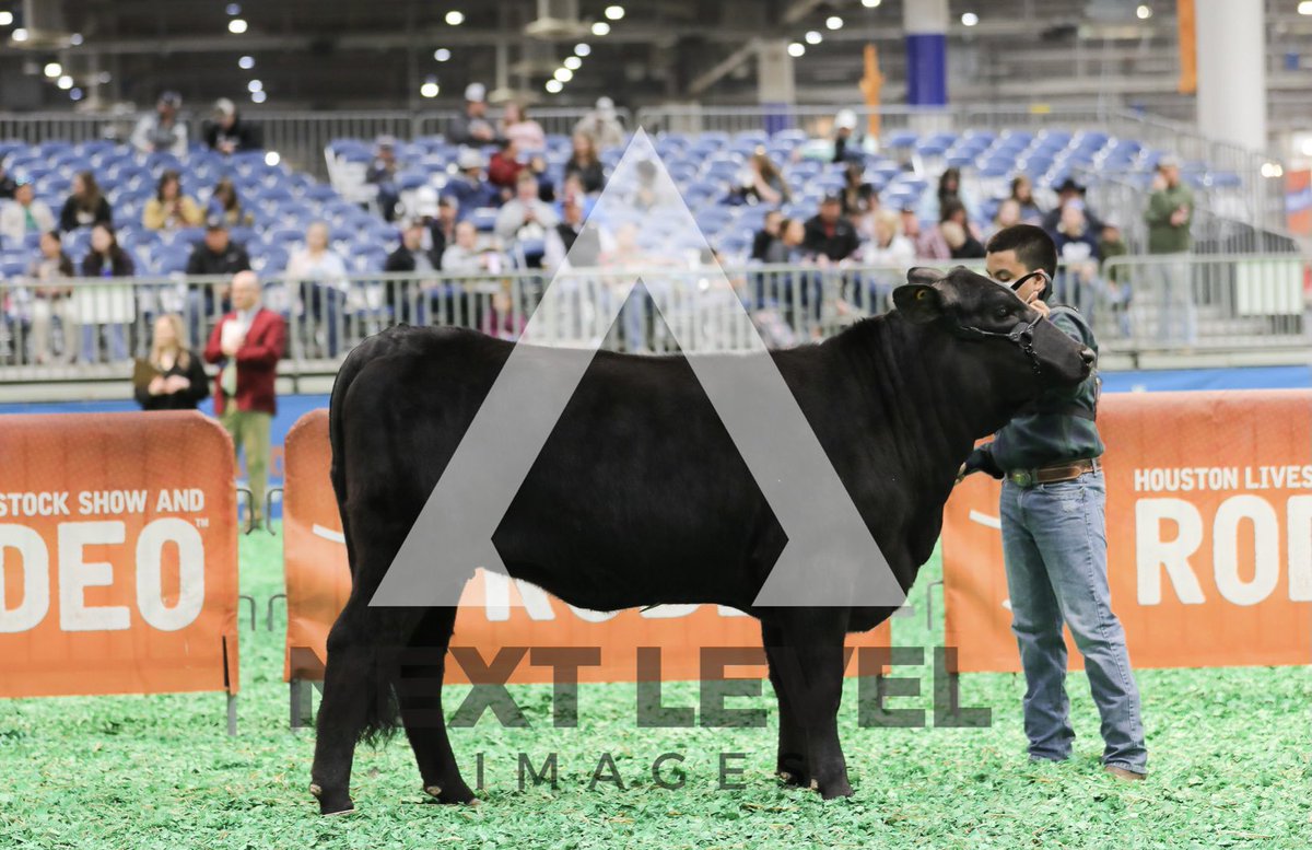 NimitzFFA's tweet photo. Congratulations @itsluisohh and Luna! Great job at @RODEOHOUSTON this week 

-10th place Calf Scramble American Heifer Class 10
-13th place ARB Heifer Class 8

#IgniteFFA #AldineForward @NimitzHS_AISD @AldineCTE @AldineISD https://t.co/roOv3TVxeh