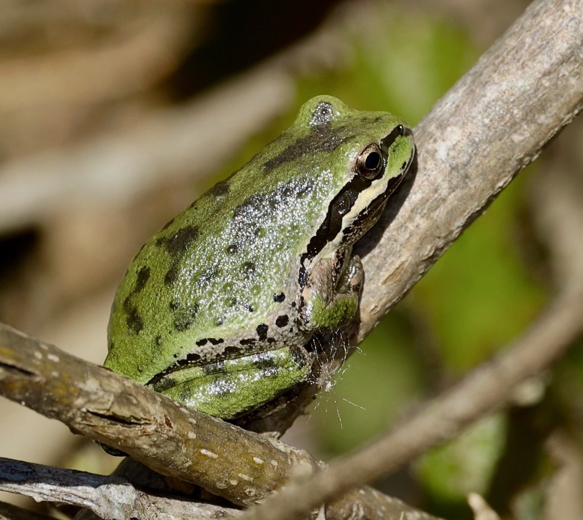 AdamDClovermist's tweet photo. Incredible day for our #Naturetrektailormade guest today in California. 10 species of mammal including Bobcat and Northern Elephant Seal;lots of birds such as Northern Pygmy-Owl and Allen’s Hummingbird, and herps including Alligator Lizard and Sierran Tree Frog. @naturetrektours https://t.co/bzONO2SyuL