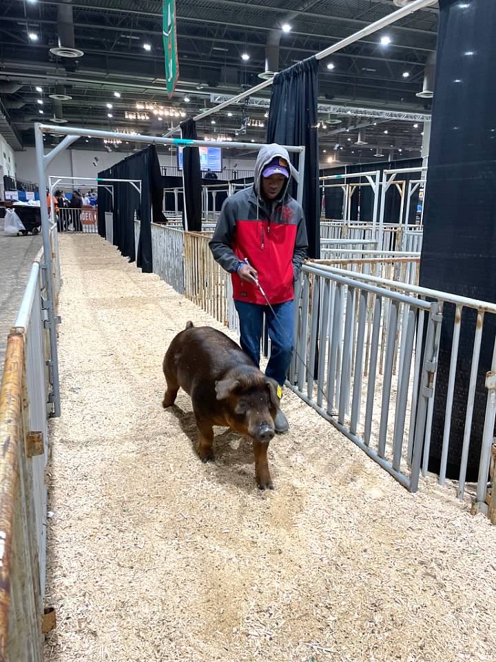 NimitzFFA's tweet photo. Congratulations K’Ven Horn and Morty in Class 2 of the Duroc show! Thank you Mr. Chad for the experience and for your mentorship #IgniteFFA #AldineForward @NimitzHS_AISD @AldineCTE @AldineISD https://t.co/lpfjl26MoS