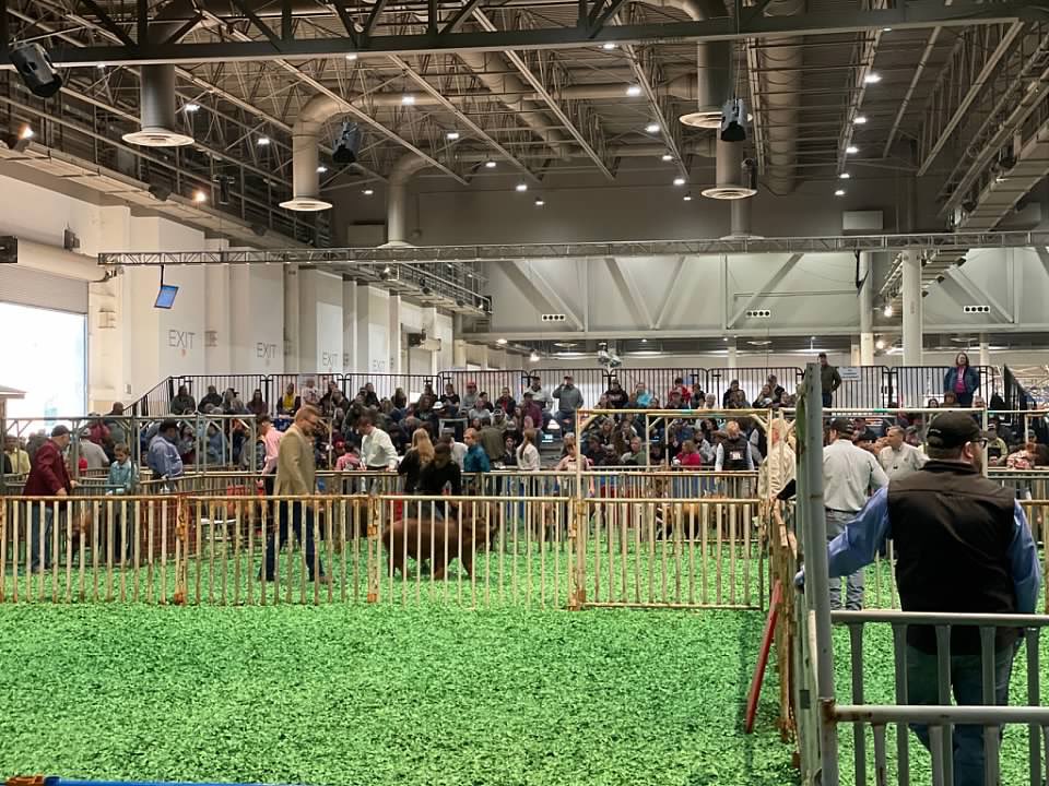 NimitzFFA's tweet photo. Congratulations K’Ven Horn and Morty in Class 2 of the Duroc show! Thank you Mr. Chad for the experience and for your mentorship #IgniteFFA #AldineForward @NimitzHS_AISD @AldineCTE @AldineISD https://t.co/lpfjl26MoS