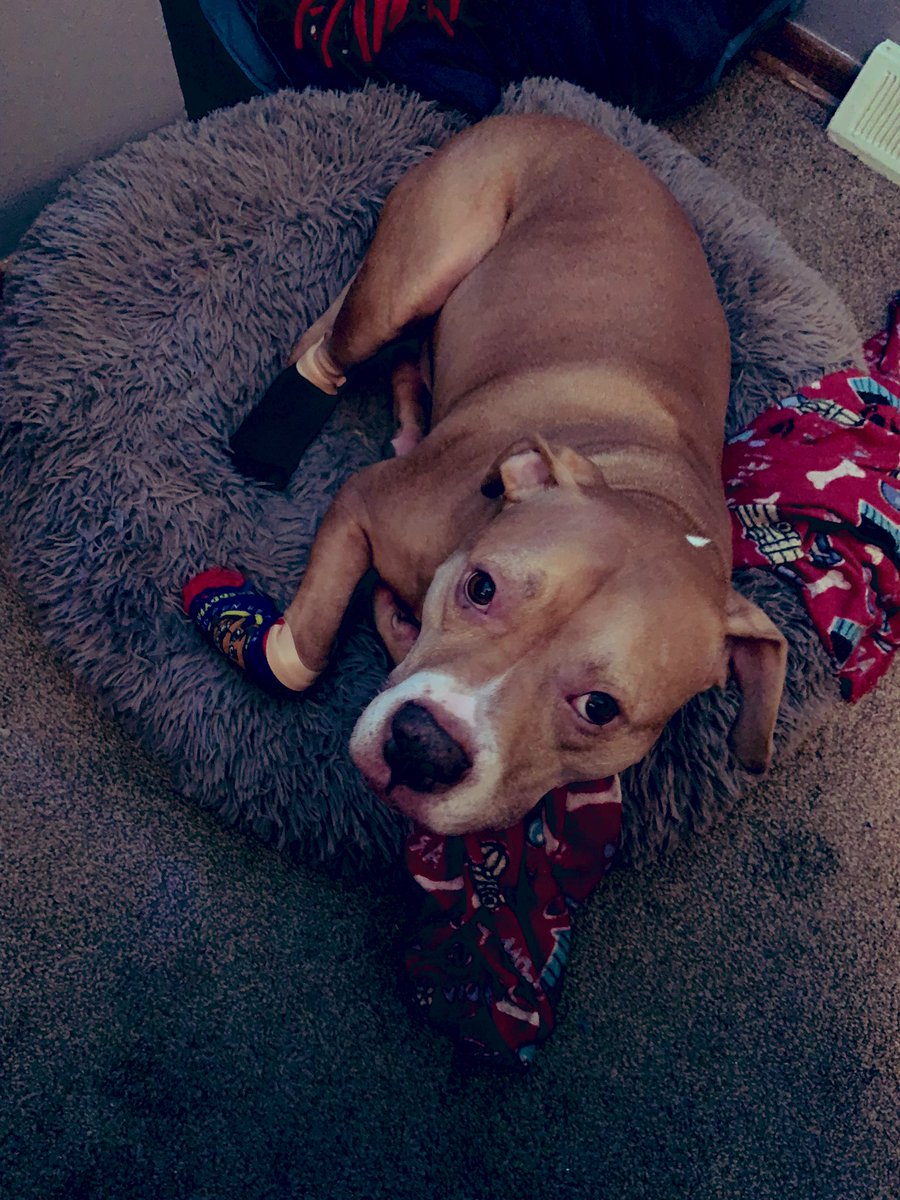 H3yImAlice's tweet photo. He would’ve much preferred designer socks and not second hand ones from his human brother. #DivaBoy https://t.co/eE49n1lh6t