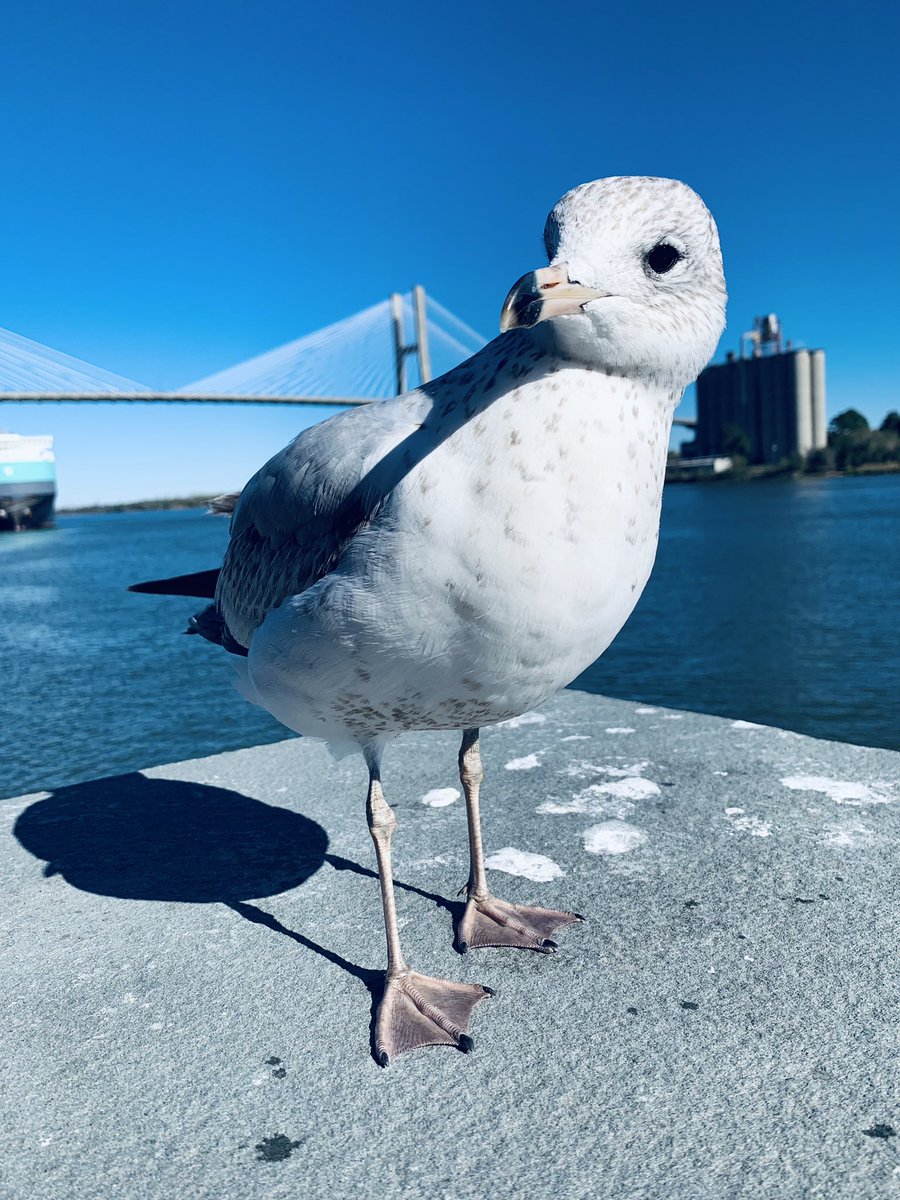 JMadd4444's tweet photo. Savannah seagulls give zero Fs about social distancing https://t.co/ARf0sWLz10