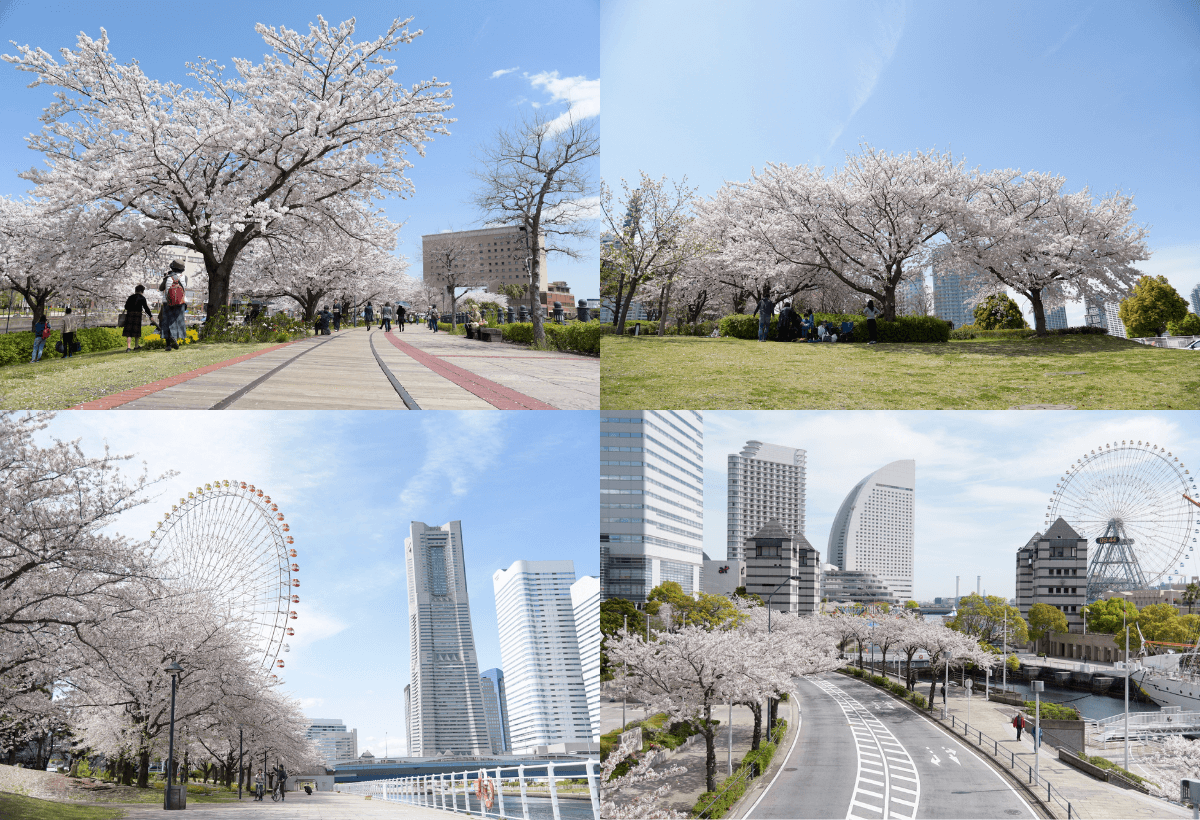 横浜みなとみらい21 公式 今日は 福岡で桜が開花しましたね 横浜も開花が待ち遠しいです 実は みなとみらいにも桜 が沢山あるんですよ ぜひ お花見をしにみなとみらいに遊びに来てくださいね みなとみらいの桜のスポットをまとめてみました ご参考