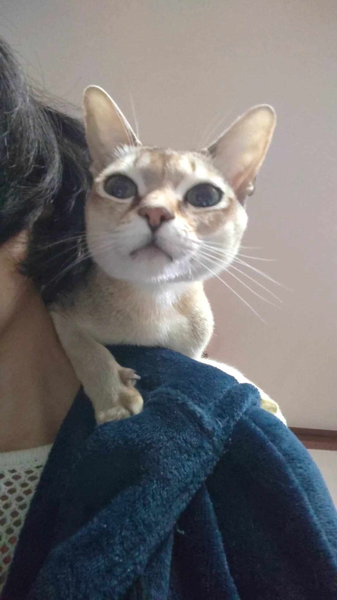 @at604 うちのはご飯のとき限定でよく肩に乗ってきます
常にブリーフ博士大好きなのかわいいなぁ
ちなみにカリン様は作者の愛猫の寝顔をモデルにしたって言われてますよ
ドラゴンボールのモブに動物キャラが多いのは作者が動物好きって説もあったような 
