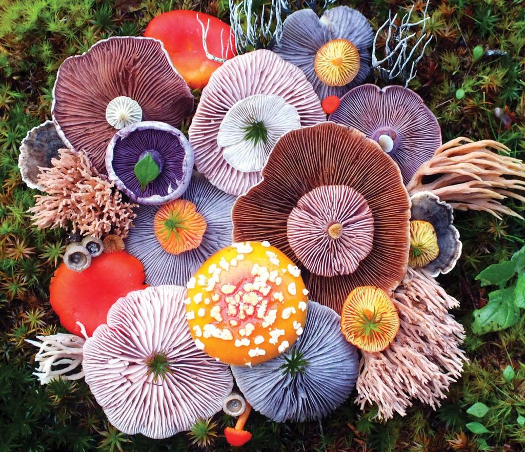 'Mushroom Medley' by photographer and artist Jill Bliss #WomensArt