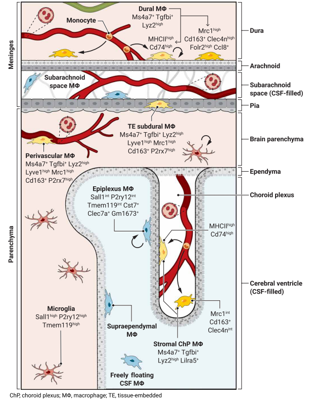 ScienceMagazine's tweet photo. Cerebrospinal fluid #macrophages are a distinct population from #microglia and border associated macrophages, proposes a new @SciImmunology Review. Read more: https://t.co/BvkSj0Qa8a https://t.co/Ez9zVx5Ogm