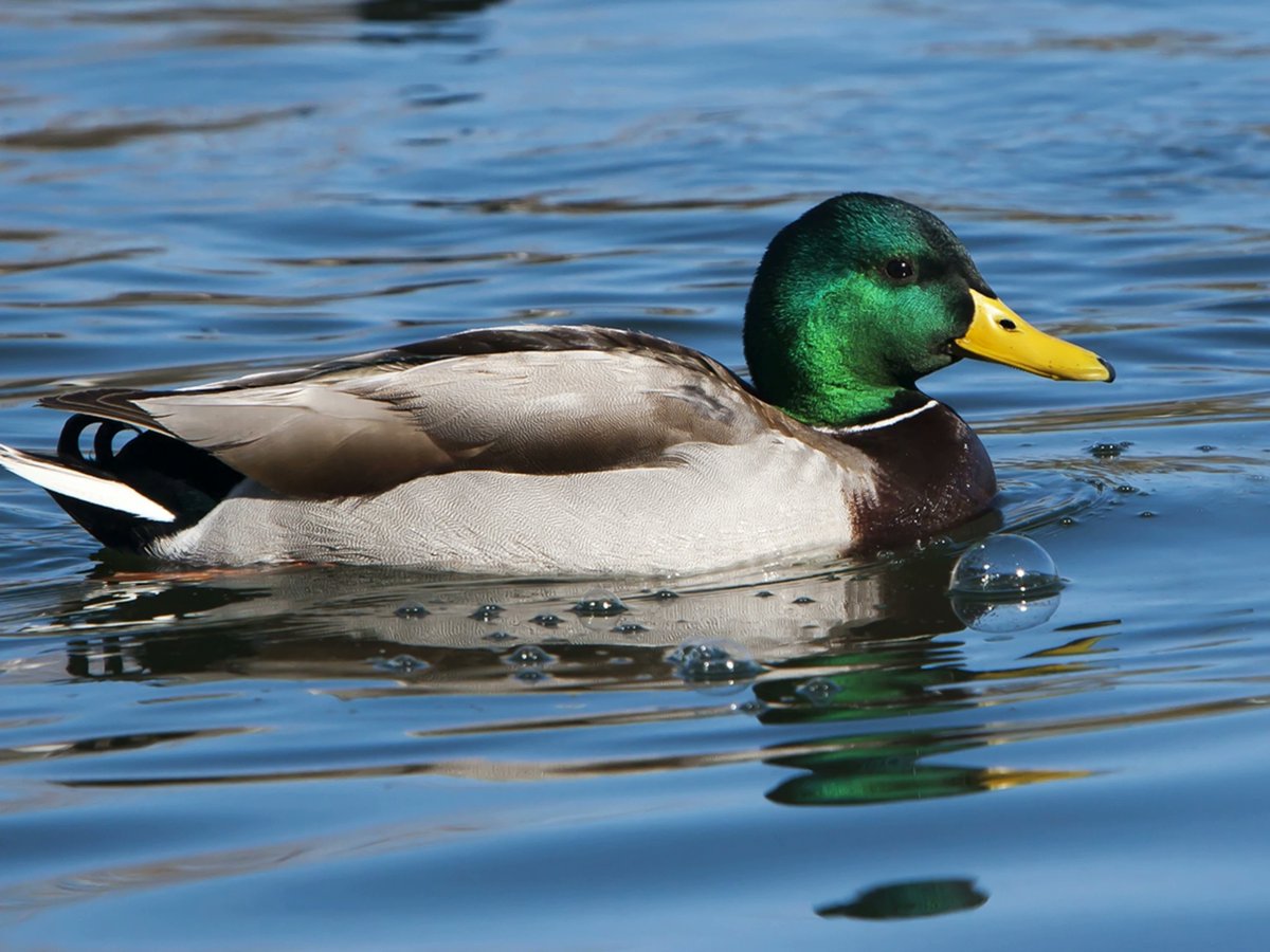chaser's tweet photo. News is boring. Can we make this duck go viral. https://t.co/bHWsM3xeUs