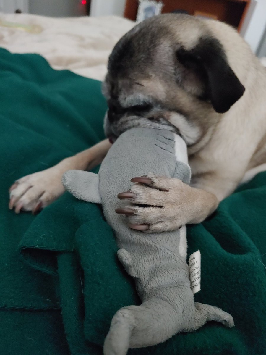 PralineMariePug's tweet photo. #pugattack π¦ https://t.co/zTfASy7skw