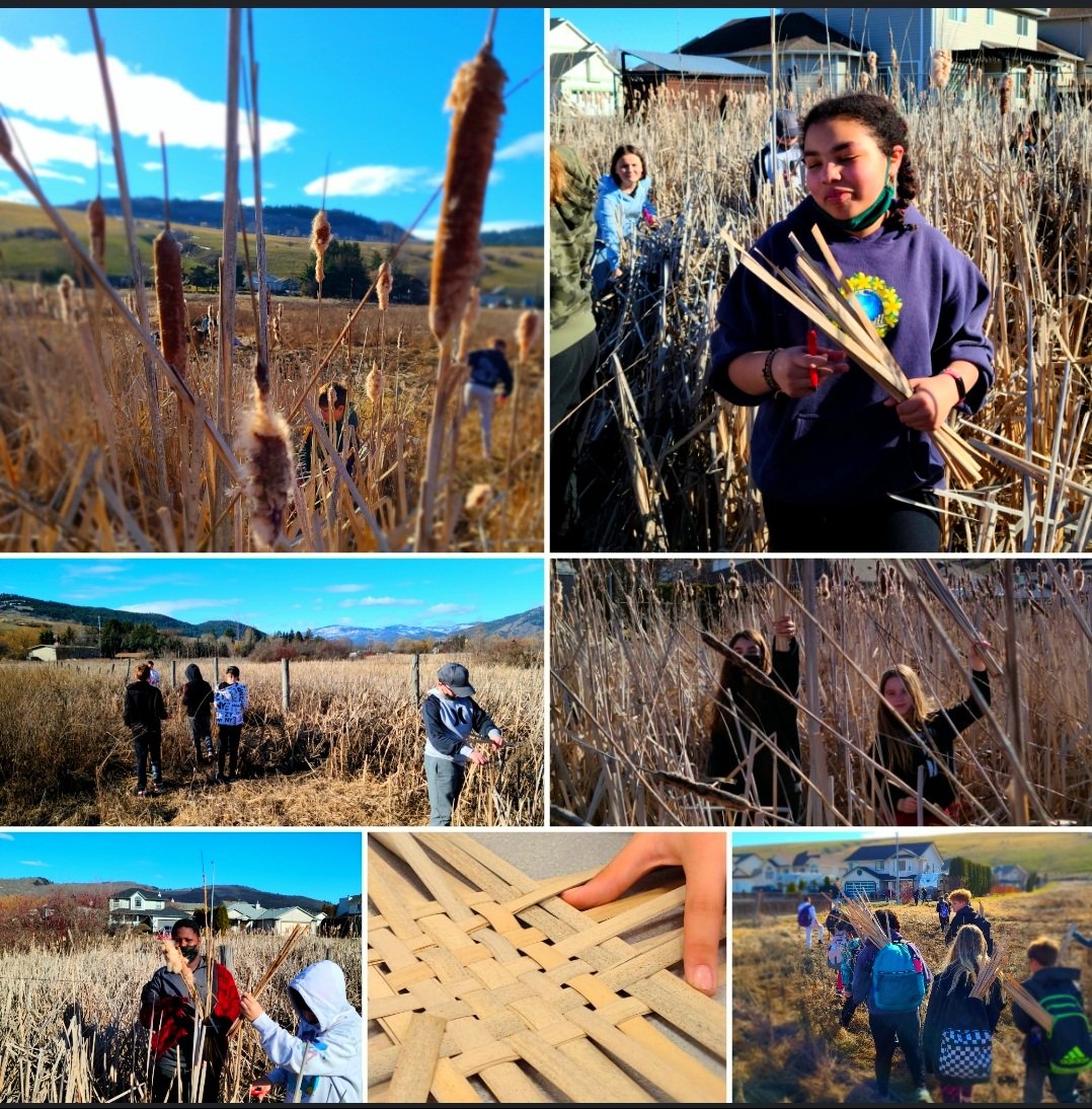 Harvesting cattails after a long chat about it's many uses ny the first people of this land. Back at school, we made braided mats and discovered the challenges but also some strategies. #syilxterritory #theresnocryinginweaving #noticenature #walkaboutwednesday