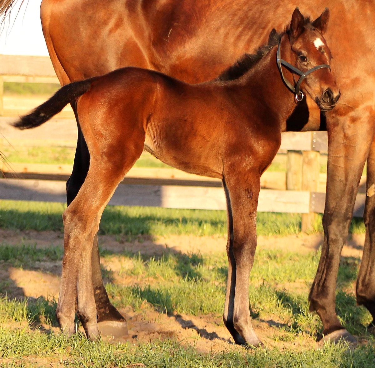 VisionaireEC's tweet photo. @spendthriftfarm @OBSSales @StSimonplace Love this Cloud Computing filly out of Prayer Bell (Pulpit), born 3-10-22. Huge foal, very leggy with a giant stride! Photo by Everblue Farm. https://t.co/KIojpnm6b0