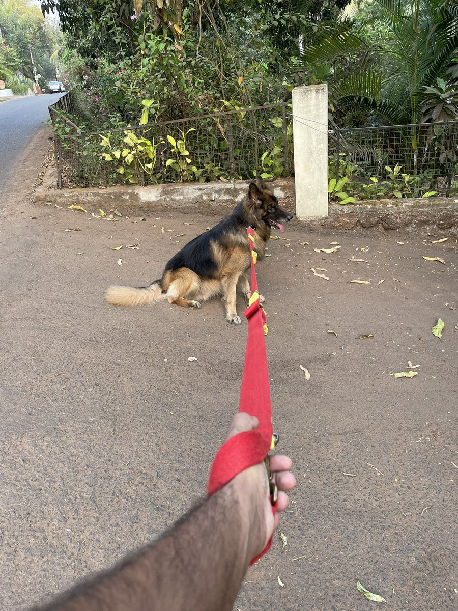 GarethEswin's tweet photo. On the wrong side of a very long leash!
#Dogs #DogsOfGoa #GermanShepherd #GermanShepherdsOfInstagram #Goa https://t.co/L6zXYHC13M