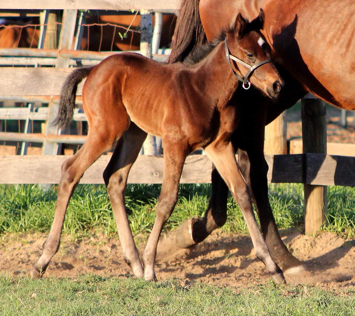 VisionaireEC's tweet photo. @spendthriftfarm @OBSSales @westpointtbred @paulmsharp Cloud Computing filly out of Prayer Bell. Born 3-10-22. https://t.co/hDYAs0Xm0f