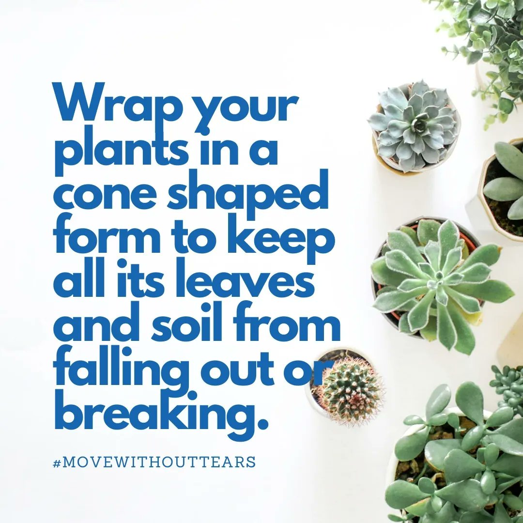 CubeMoversLTD's tweet photo. This step is especially important for orchids or fragile plants that need their space. 

#TipsThursday #movewithouttears #IkoKaziKE #IkoKazi #KOT https://t.co/1NewpUAi5H