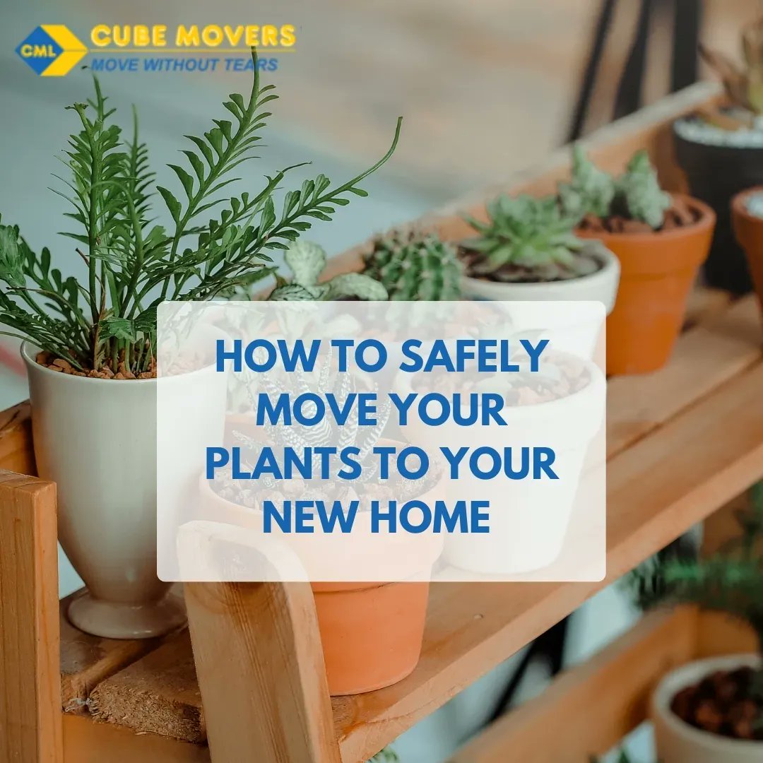 CubeMoversLTD's tweet photo. This step is especially important for orchids or fragile plants that need their space. 

#TipsThursday #movewithouttears #IkoKaziKE #IkoKazi #KOT https://t.co/1NewpUAi5H