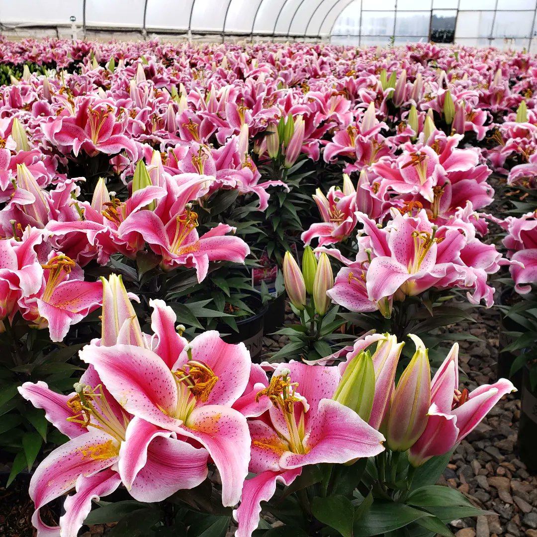 BugladySuzanne's tweet photo. Another amazing day at work #biocontrol #goodbugs #beneficials #ipm #mites #aphids #nematodes #buglady #buglife https://t.co/9JWJgalgxM