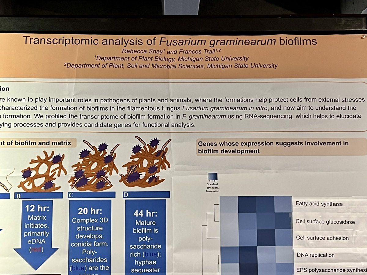 TheTrailLab's tweet image. Don’t miss @RebeccaNShay’s poster on F. graminearum biofilms tonight! #Fungal22