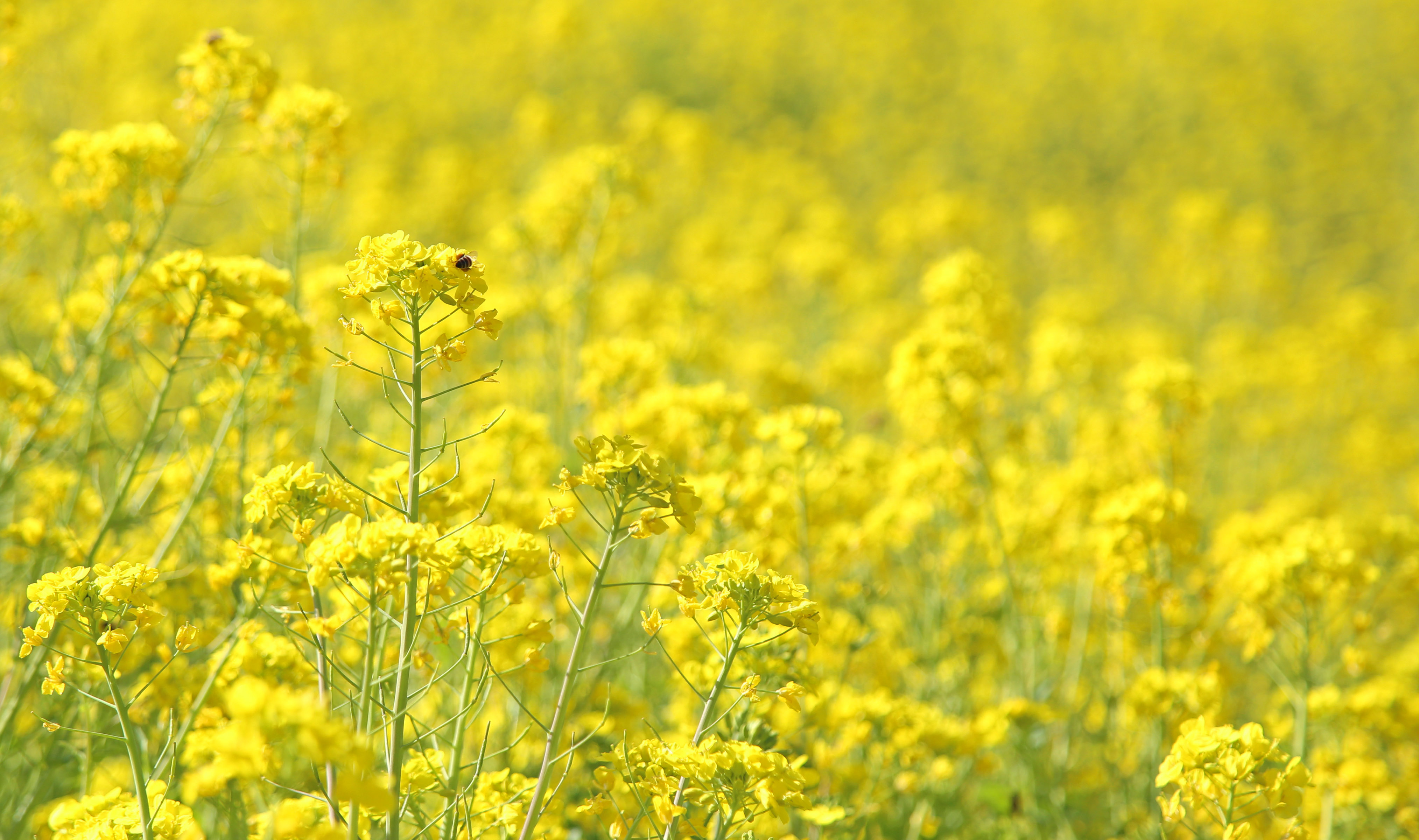 マザー牧場 菜の花 が 満開 です あたり一面を黄色に染める満開の菜の花は まるで黄色いじゅうたん 春色いっぱいのお花畑をお楽しみください T Co Xb7knuk2z9 マザー牧場 見頃 T Co 3tw3bt9pfv Twitter