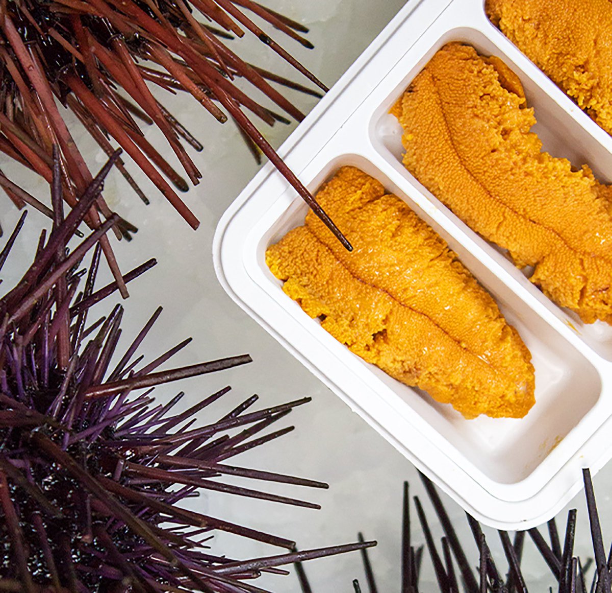 And they are back! Enjoy our fresh BC Red Sea urchin while they are still in season. Shop now: eatfish.ca/collections/wh…