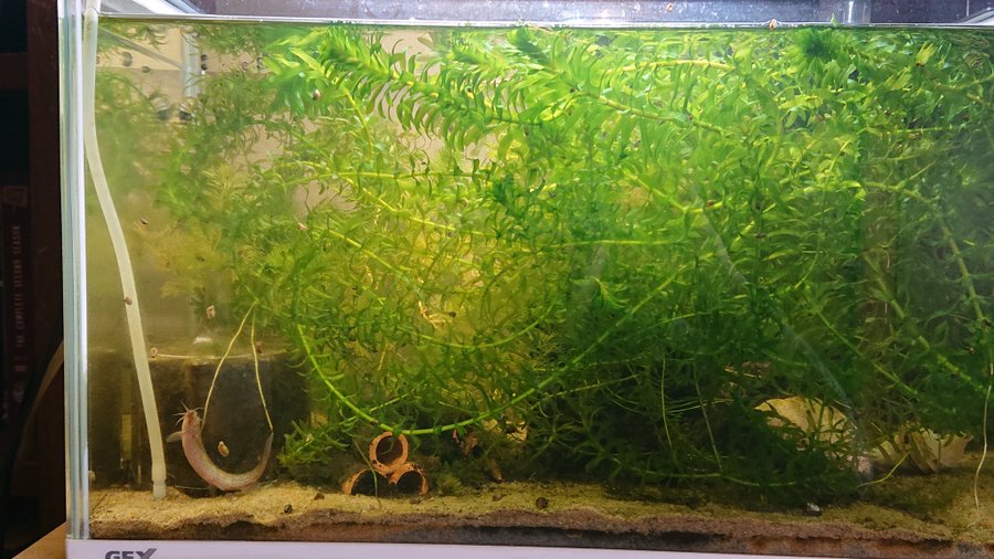 アナカリス等の水草にエアレーションが必要なのはなぜ 水草の上手な育て方 Every Day