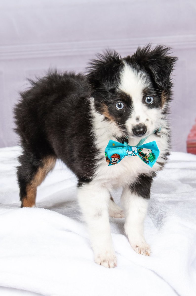 Even your families best friend has a statement to make with it's style!

#tiemyknot #petfashion #cats #dogs #charlottenc