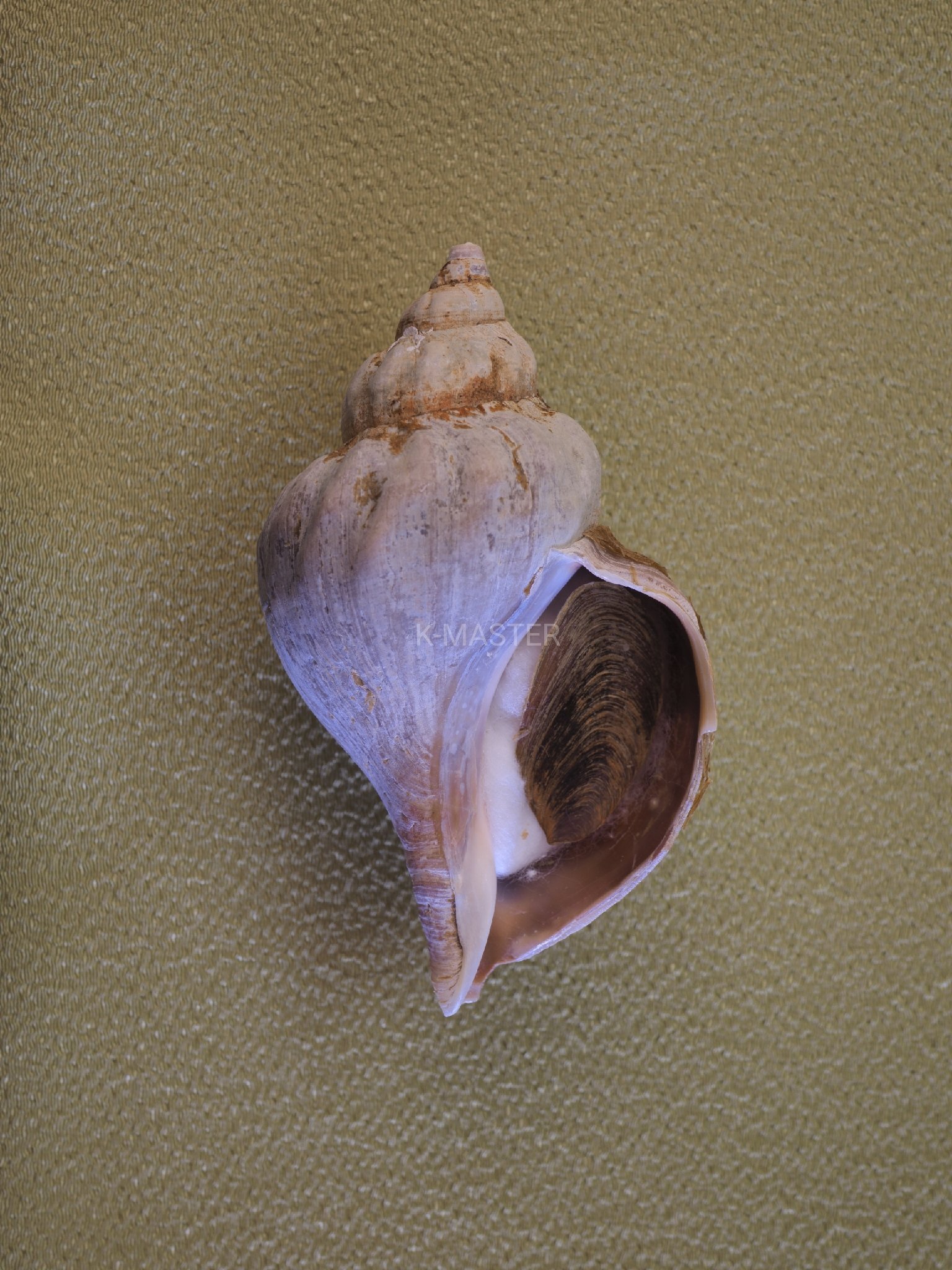 伊豆の海で拾った大きい巻貝