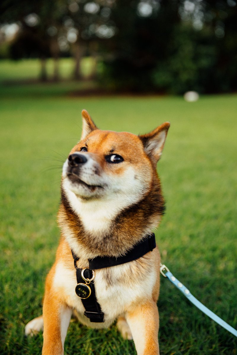 aikotheshib's tweet photo. POV: your human has now made another social media account to roast you on and you're ✨ over it ✨

#twitterdogcommunity  #dogsoftwitter #ShibaArmy #doge #photography #Instagram https://t.co/O1nIKNm7jw
