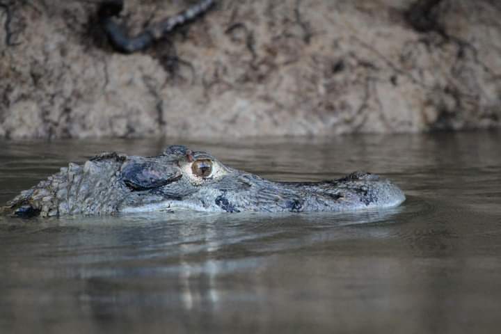 592connect's tweet photo. The black caiman is the largest member of the alligator family. He’s probably more scared of you than you are of him, but still, best to stay in the boat. Let us plan your Guyana adventure today. #592connect #592connect🇬🇾
#wildernessexplorers #guyana https://t.co/Ll9pnqp6jS