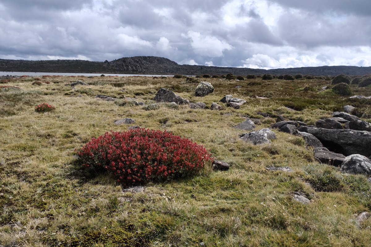 auntyscuttle's tweet photo. Enjoyed brilliant displays of red and (rarer) yellow seed heads of Bellendena montana, before rain stopped play. This Tasmanian endemic, aka #mountainrocket, is restricted to our high country. https://t.co/KaY9b0qOJB