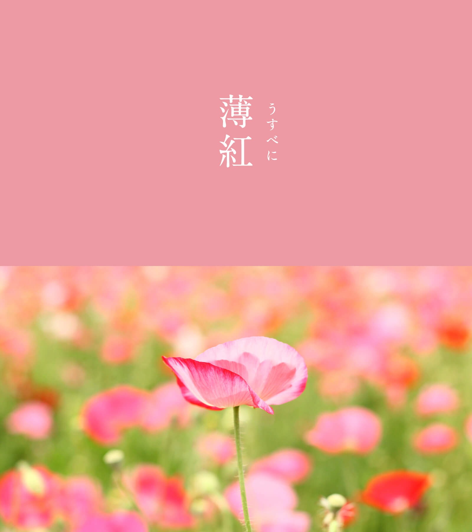 まゆみん 𖤥𖥧𖥣 ꕤ Heaven Mm26 Twitter