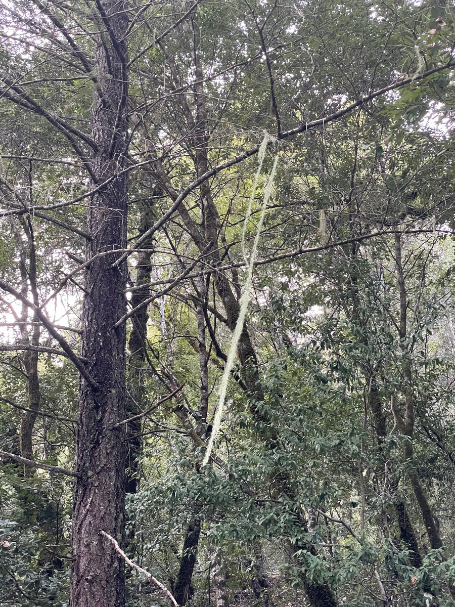 Texosporium's tweet photo. Usnea longissima, the world's longest lichen, is a rare species that grows in late successional forests with good air quality. Always exciting to spot a population I haven't seen before. This one was along the Mattole River near Ettersberg, California. #CAlichens https://t.co/88BxfFzs91