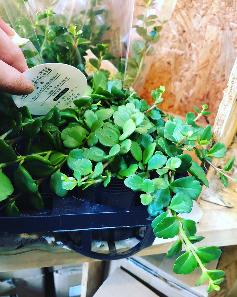 カランコエフィフィ Twitter Search Twitter カランコエフィフィ Twitter Search Twitter