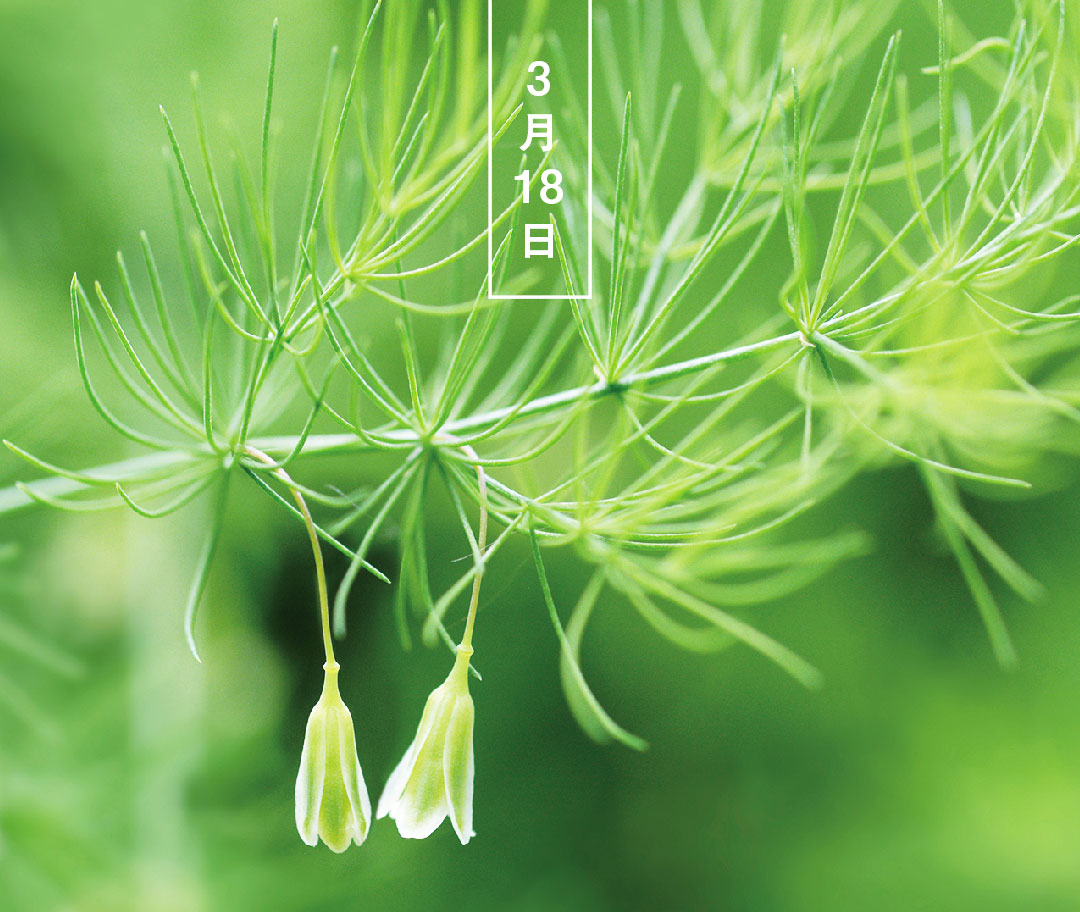 暦生活 こよみせいかつ 10周年 アスパラガス 花の日めくり 花言葉 平穏無事 キジカクシ科の栽培作物で 極細の葉のように見えるのは 枝分かれした茎です 5 7月に釣鐘型の小さな花をつけます 食用にするのは 地中から伸び出た若い芽です