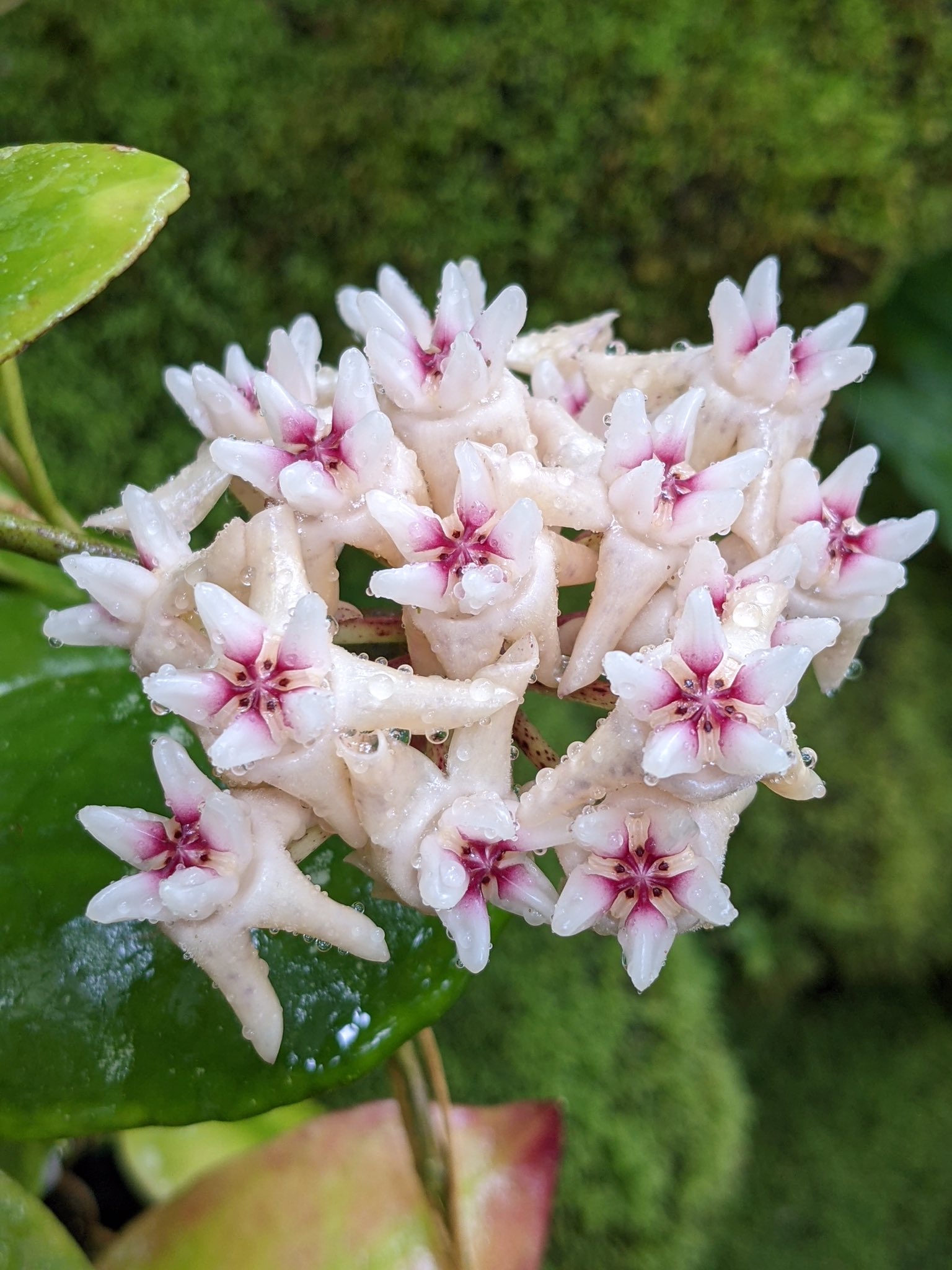 咲くやこの花館 熱帯雨林植物室にて開花中のこちらは ホヤ ミトラタ です インドネシア マレーシア タイなどの暖かい地域を好む キョウチクトウ科の着生植物です 花の姿が奥歯に似ていますね しばらく見頃です 咲くやこの花館 春の洋ラン展