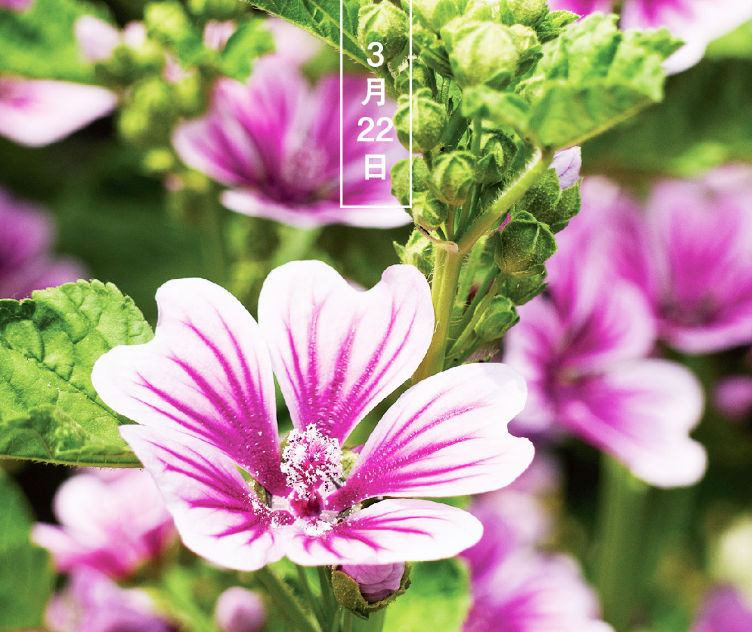 暦生活 こよみせいかつ ゼニアオイ 銭葵 花の日めくり 花言葉 深い恩愛 南ヨーロッパ原産で 江戸時代にやってきました ハーブのコモンマロウ 薄紅葵の変種で 名の由来は葉が円いことから 5 7月に濃い赤紫の花をつけます 誕生花