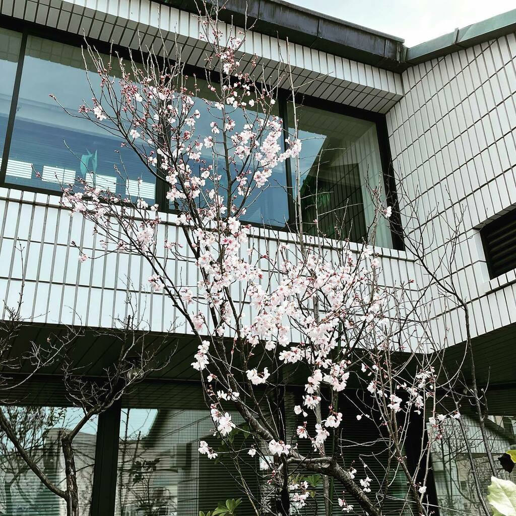 kakkimo's tweet photo. 桜の季節
あっという間に冬から春になってきましたね。
デオドールの庭では梅が散り桜が咲き始めました。
#桜 #春の訪れ #桜の季節 #花見 #landscape #deodorgarden #deodor https://t.co/I8QY3a8vfK https://t.co/NZPgTo73Cv