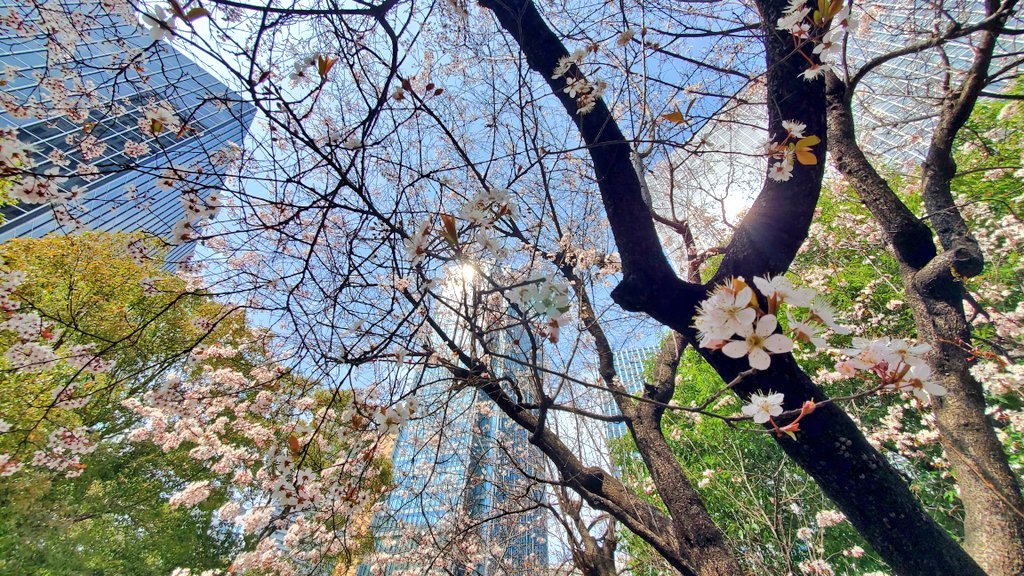 PCKCMETAL's tweet photo. 花咲く季節
何に想いを馳せますか https://t.co/bjRMytdwwf