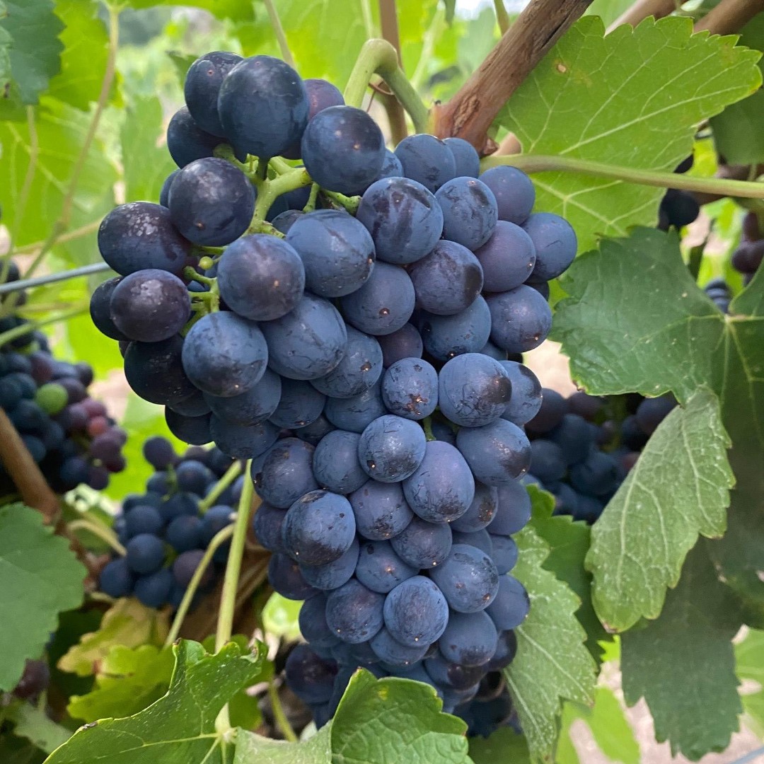 Tim Adams Wines tweet media
